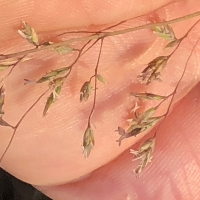 Poa sp. (A Snow Grass) at Geehi, NSW - 25 Dec 2019 by Jubeyjubes