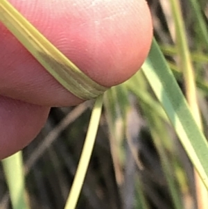 Poa sp. at Geehi, NSW - 25 Dec 2019