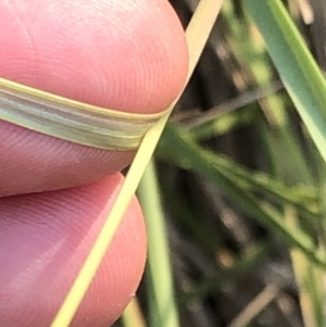 Poa sp. at Geehi, NSW - 25 Dec 2019