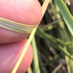 Poa sp. at Geehi, NSW - 25 Dec 2019