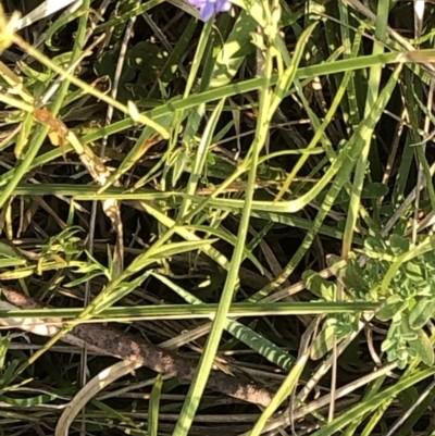 Veronica subtilis (Slender Speedwell) at Geehi, NSW - 25 Dec 2019 by Jubeyjubes