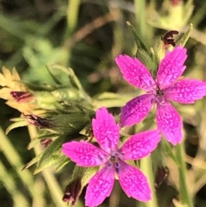 Dianthus armeria at Geehi, NSW - 25 Dec 2019 05:56 PM