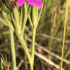 Dianthus armeria at Geehi, NSW - 25 Dec 2019 05:56 PM