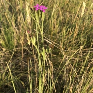 Dianthus armeria at Geehi, NSW - 25 Dec 2019 05:56 PM