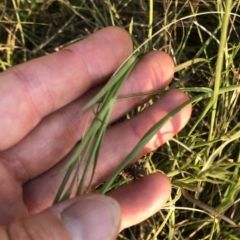 Dianthus armeria at Geehi, NSW - 25 Dec 2019 05:56 PM