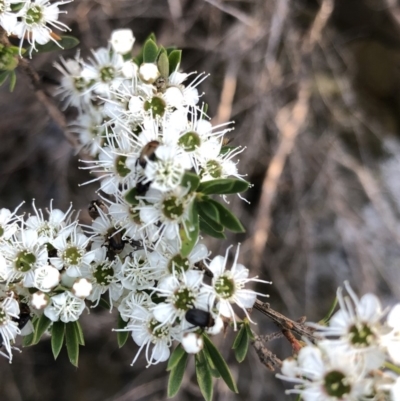 Kunzea peduncularis (Mountain Burgan) at Geehi, NSW - 25 Dec 2019 by Jubeyjubes