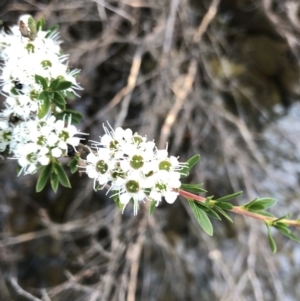 Kunzea peduncularis at Geehi, NSW - 25 Dec 2019