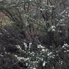 Kunzea peduncularis at Geehi, NSW - 25 Dec 2019