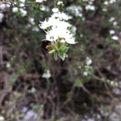 Kunzea peduncularis at Geehi, NSW - 25 Dec 2019