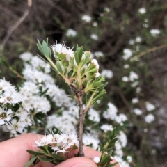 Kunzea peduncularis at Geehi, NSW - 25 Dec 2019