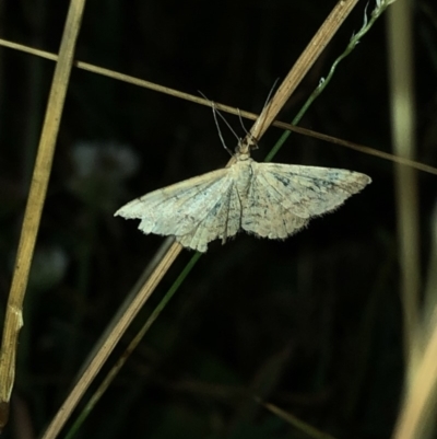 Scopula (genus) (A wave moth (Sterrhinae)) at Geehi, NSW - 25 Dec 2019 by Jubeyjubes