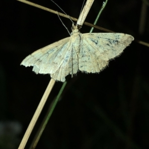 Scopula (genus) at Geehi, NSW - 25 Dec 2019 08:44 PM