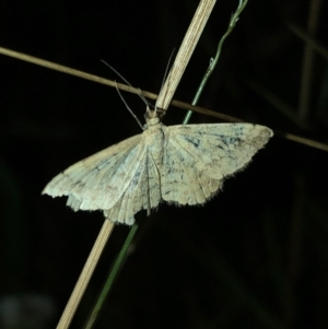 Scopula (genus) at Geehi, NSW - 25 Dec 2019 08:44 PM