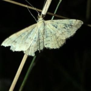 Scopula (genus) at Geehi, NSW - 25 Dec 2019 08:44 PM