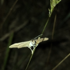 Scopula rubraria (Reddish Wave, Plantain Moth) at Geehi, NSW - 25 Dec 2019 by Jubeyjubes