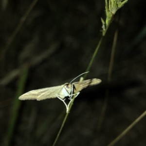 Scopula rubraria at Geehi, NSW - 25 Dec 2019 08:46 PM