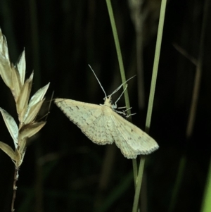 Scopula rubraria at Geehi, NSW - 25 Dec 2019 08:46 PM