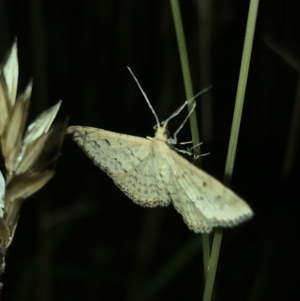 Scopula rubraria at Geehi, NSW - 25 Dec 2019 08:46 PM