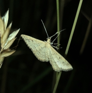 Scopula rubraria at Geehi, NSW - 25 Dec 2019 08:46 PM