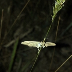 Scopula rubraria at Geehi, NSW - 25 Dec 2019 08:46 PM