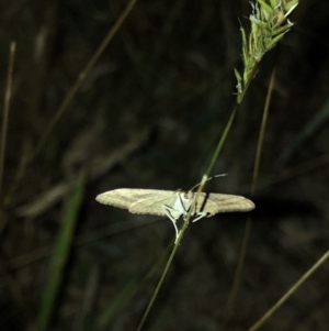 Scopula rubraria at Geehi, NSW - 25 Dec 2019 08:46 PM