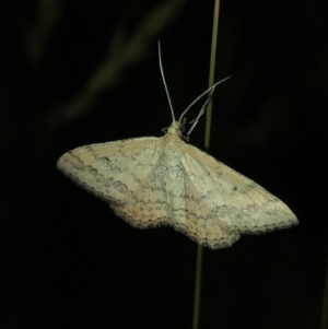 Scopula rubraria at Geehi, NSW - 25 Dec 2019 08:47 PM