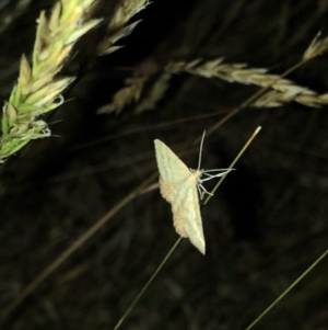 Scopula rubraria at Geehi, NSW - 25 Dec 2019 08:47 PM