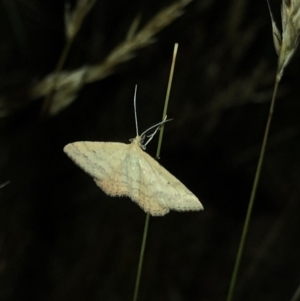 Scopula rubraria at Geehi, NSW - 25 Dec 2019 08:47 PM