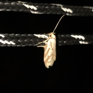 Philobota cretacea at Geehi, NSW - 25 Dec 2019 08:59 PM