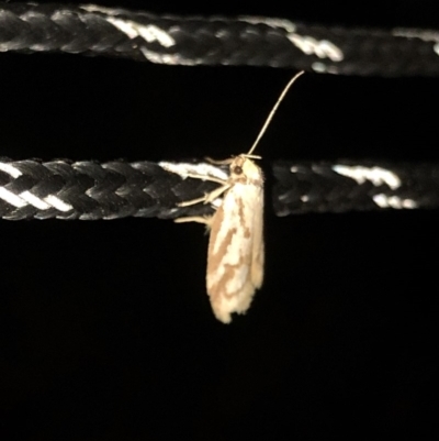 Philobota cretacea (A concealer moth) at Geehi, NSW - 25 Dec 2019 by Jubeyjubes
