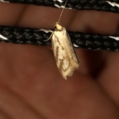 Philobota cretacea at Geehi, NSW - 25 Dec 2019 08:59 PM