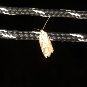 Philobota cretacea at Geehi, NSW - 25 Dec 2019 08:59 PM