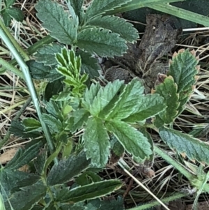 Geranium sp. at Geehi, NSW - 26 Dec 2019 09:42 AM