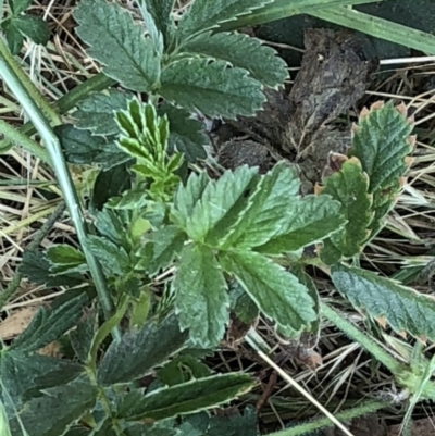 Geranium (genus) (Geranium) at Geehi, NSW - 26 Dec 2019 by Jubeyjubes