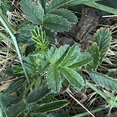 Geranium sp. (Geranium) at Geehi, NSW - 25 Dec 2019 by Jubeyjubes