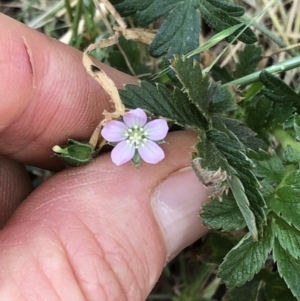 Geranium sp. at Geehi, NSW - 26 Dec 2019 09:42 AM