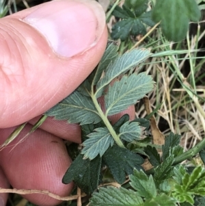 Geranium sp. at Geehi, NSW - 26 Dec 2019