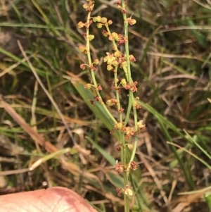 Rumex acetosella at Geehi, NSW - 26 Dec 2019 09:59 AM