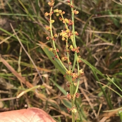 Rumex acetosella (Sheep Sorrel) at Geehi, NSW - 25 Dec 2019 by Jubeyjubes