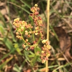 Rumex acetosella at Geehi, NSW - 26 Dec 2019 09:59 AM