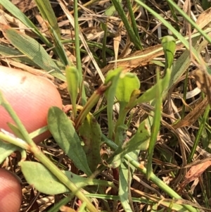 Rumex acetosella at Geehi, NSW - 26 Dec 2019