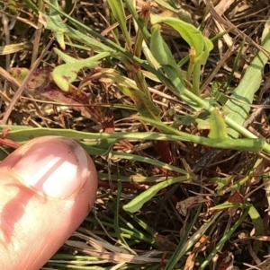 Rumex acetosella at Geehi, NSW - 26 Dec 2019 09:59 AM