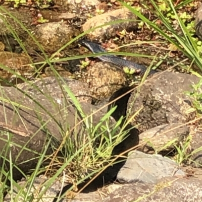 Pseudechis porphyriacus (Red-bellied Black Snake) at Geehi, NSW - 26 Dec 2019 by Jubeyjubes
