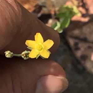 Hypericum gramineum at Geehi, NSW - 26 Dec 2019 11:20 AM