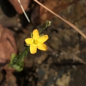 Hypericum gramineum at Geehi, NSW - 26 Dec 2019 11:20 AM