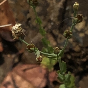 Hypericum gramineum at Geehi, NSW - 26 Dec 2019 11:20 AM