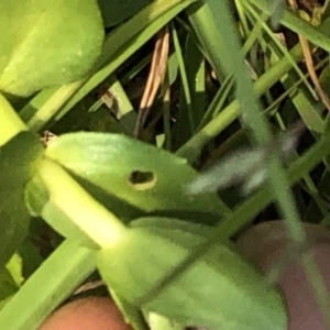 Gratiola peruviana at Geehi, NSW - 26 Dec 2019