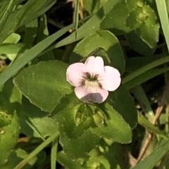 Gratiola peruviana at Geehi, NSW - 26 Dec 2019