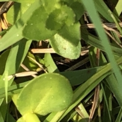 Gratiola peruviana at Geehi, NSW - 26 Dec 2019