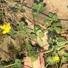 Lotus corniculatus (Birds-Foot Trefoil) at Geehi, NSW - 26 Dec 2019 by Jubeyjubes